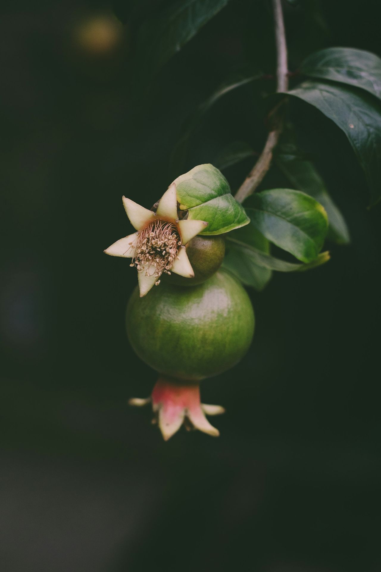 A close up of a flower on a tree