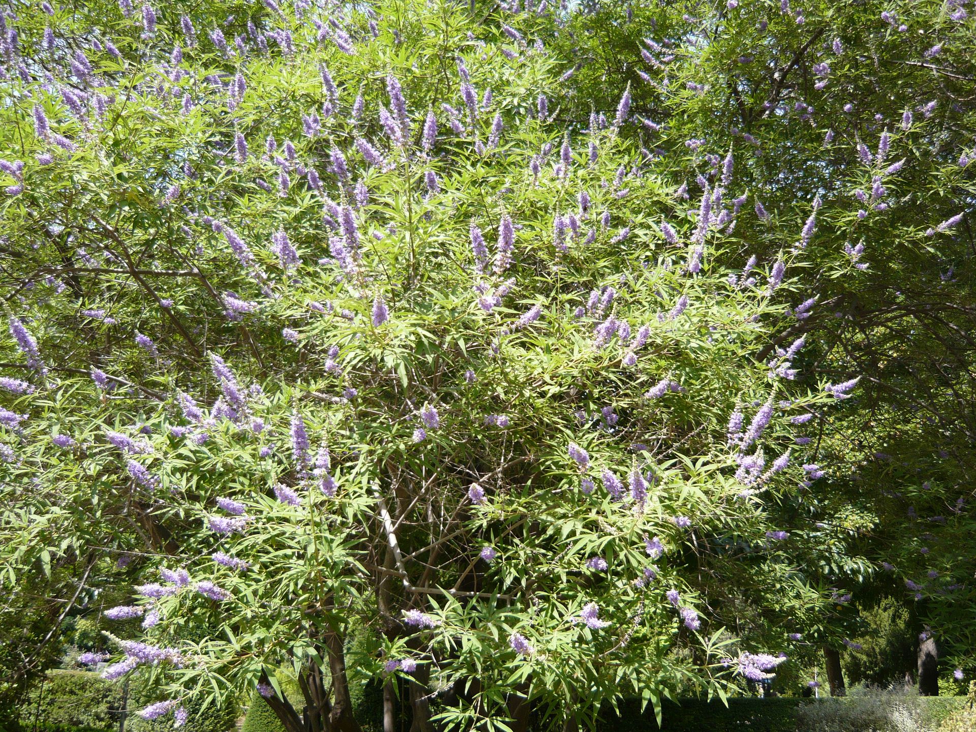 Flor del Vitex Agnus-Castus (Sauzgatillo)