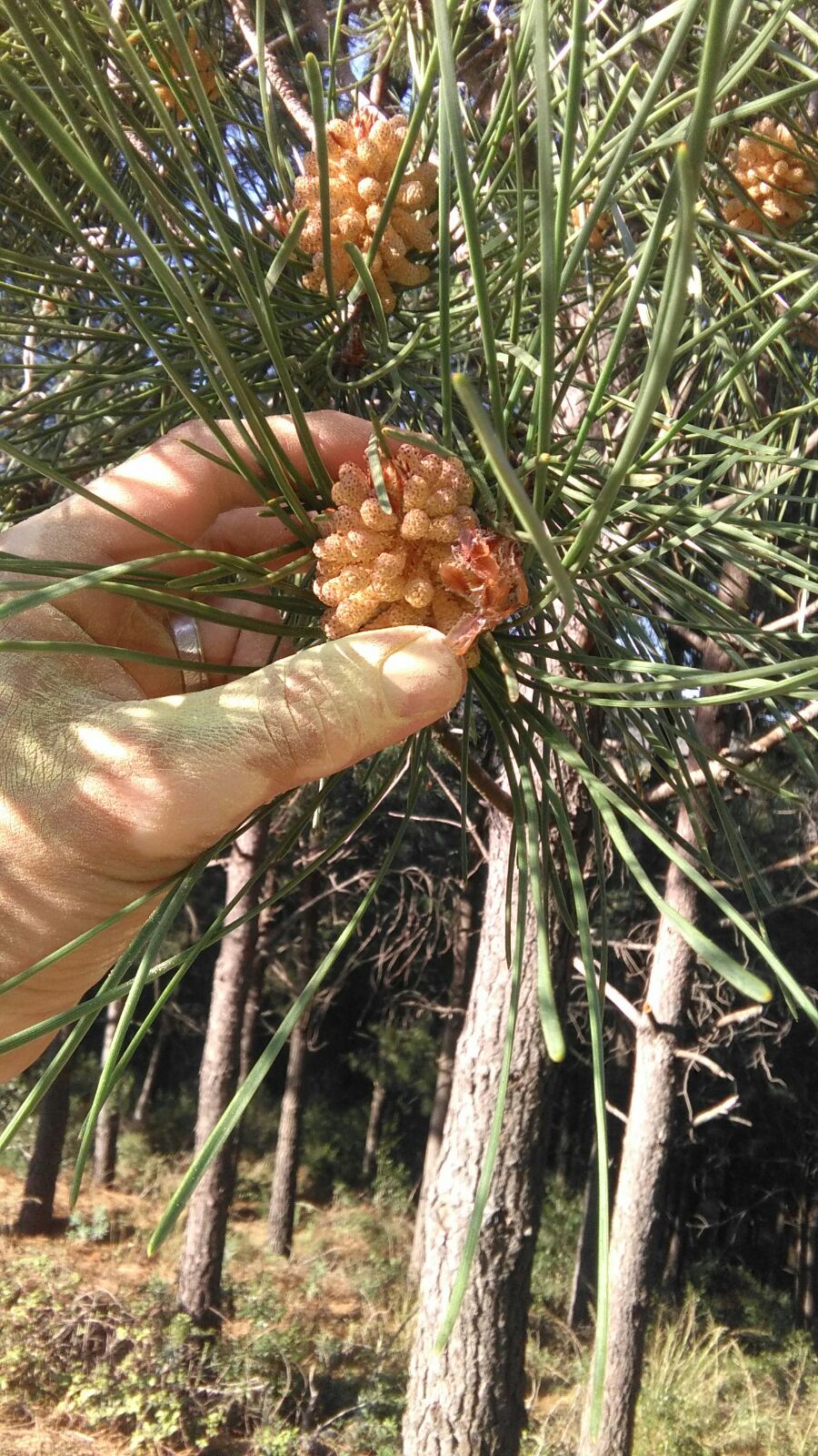 Conos de pino silvestre en flor (Pinus sylvestris)