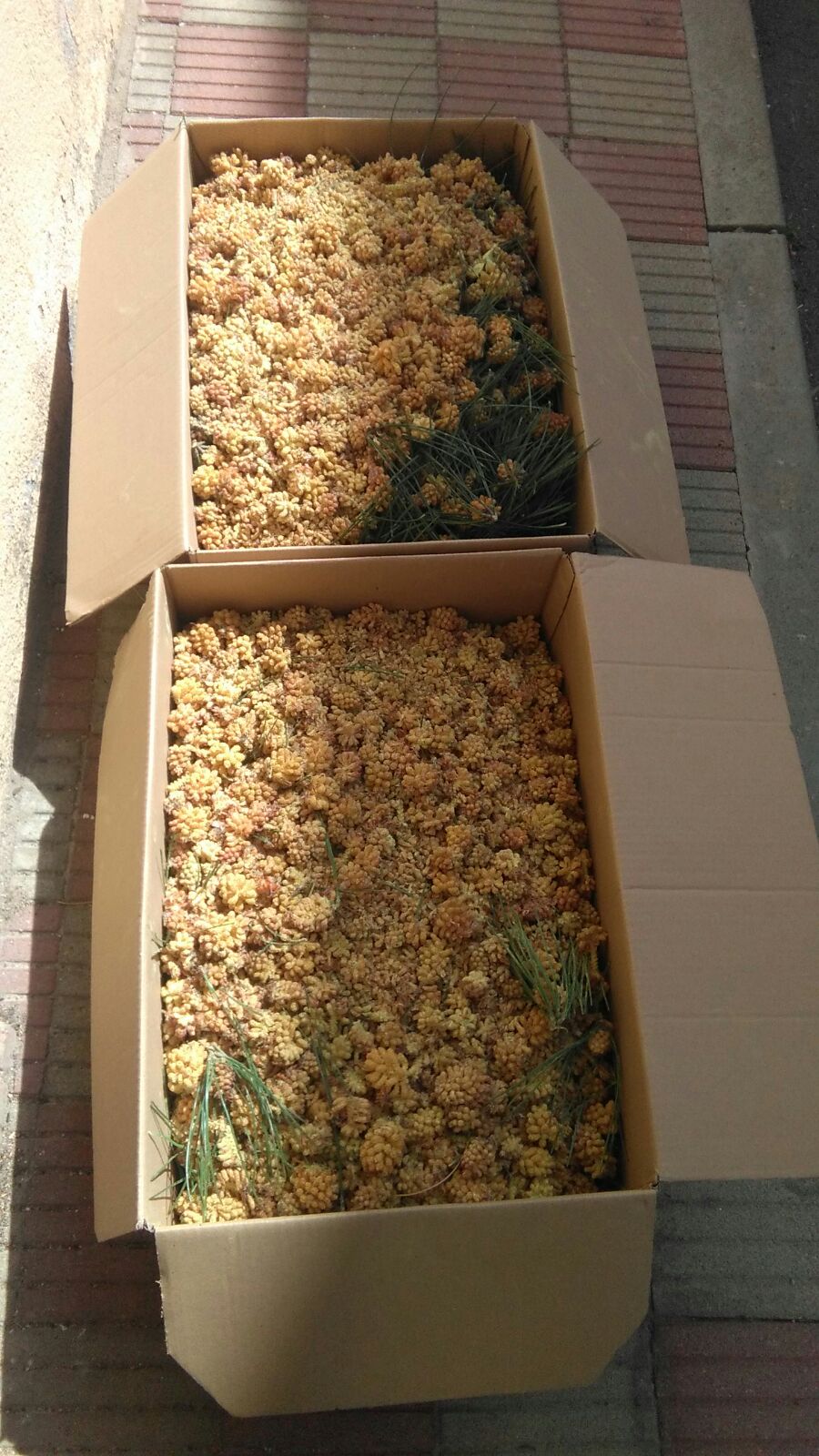 Cosecha manual de polen de pino en Girona