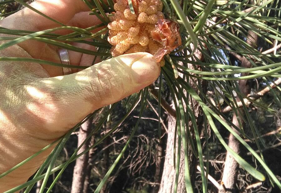 Conos del pino silvestre liberando el polen