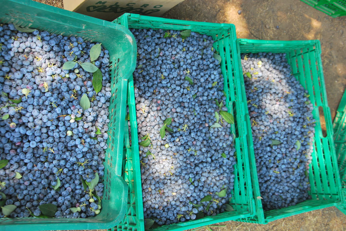 Cajas de arándanos recién recogidos