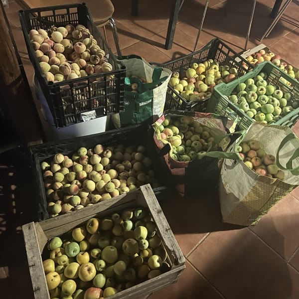 Cajas de manzanas y melocotones recién recogidos